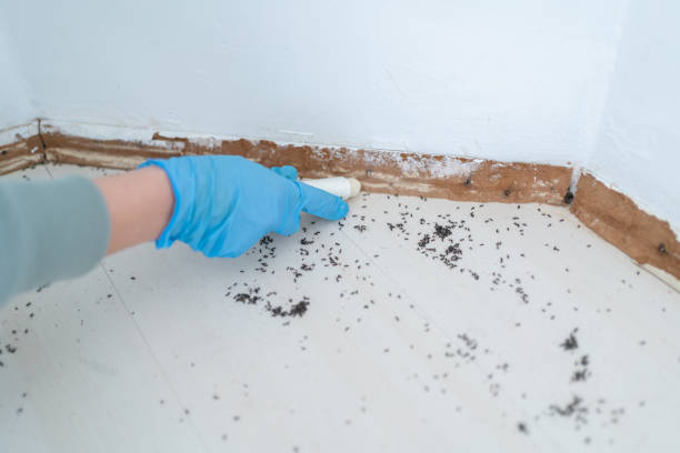Best Insect Control  in Dexter, MI